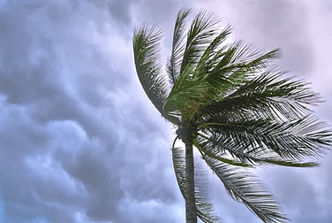 A palm tree sways under a stormy sky filled with gray clouds, conveying a sense of an impending storm or strong winds.