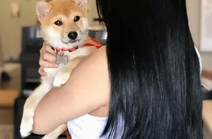 A woman with long black hair, wearing a white top, holds a small shiba inu puppy in her arms. the puppy, wearing a red harness, looks at the camera adorably.